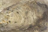 Polished Petrified Wood (Dicot) Slab - Texas #104970-1